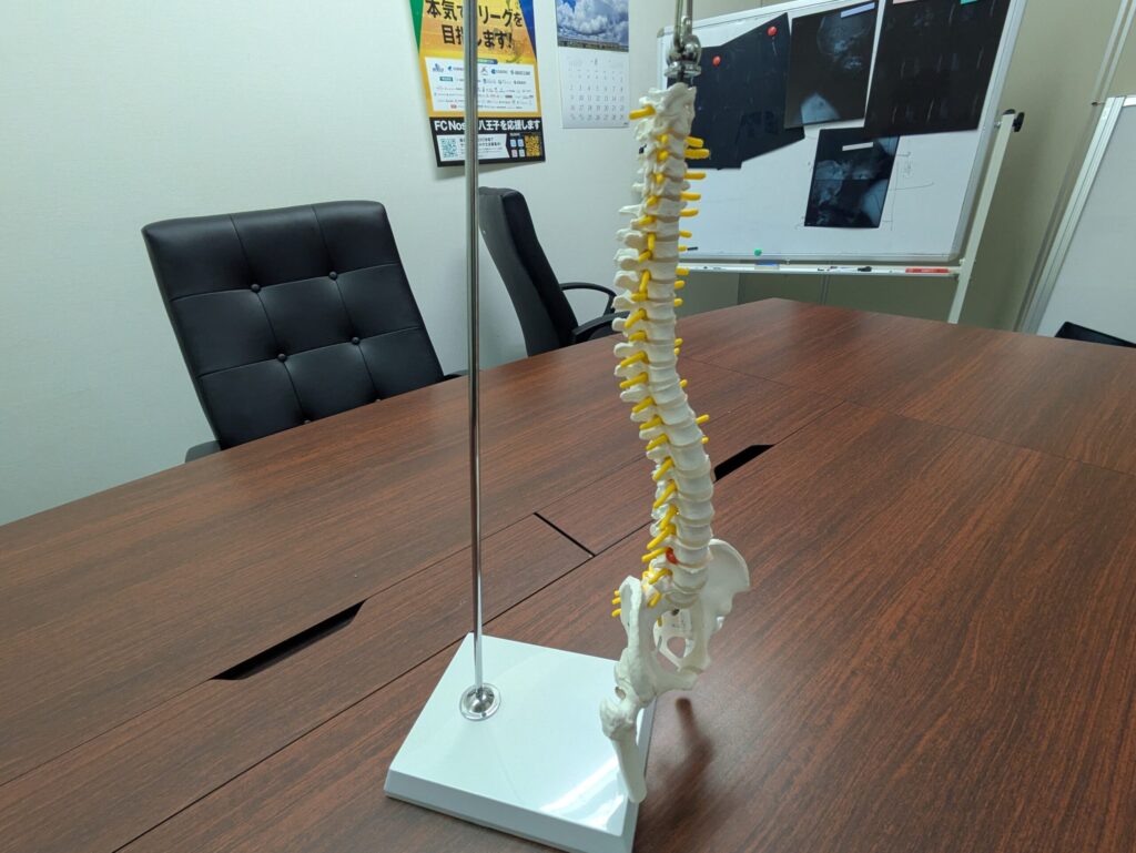 外見上軽い車両接触の後に生じた首や腰の症状を説明する法律事務所の脊椎模型